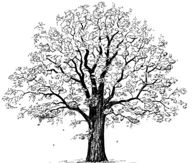 Tanoak illustration
