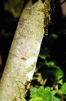 Vine Maple bark photo