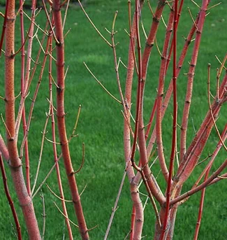 Vine Maple branch photo