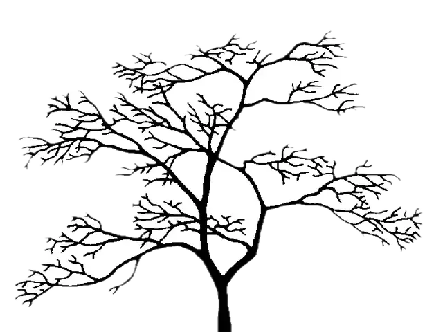 Vine Maple illustration