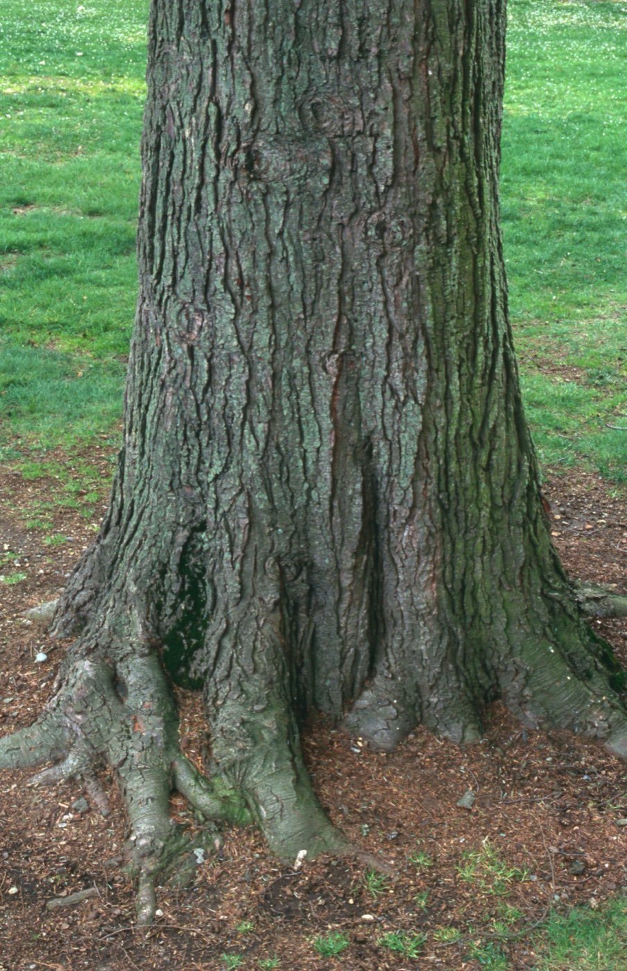 Western Hemlock bark photo