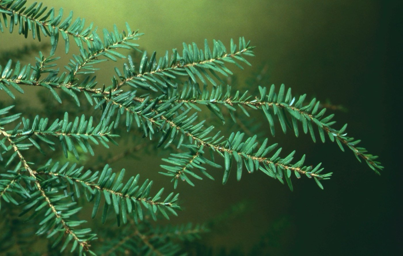 Western Hemlock branch photo
