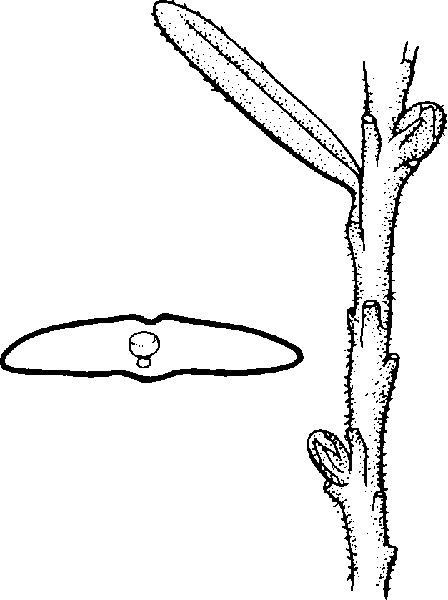 Western Hemlock needle photo