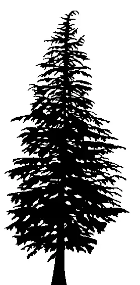 Western Hemlock illustration