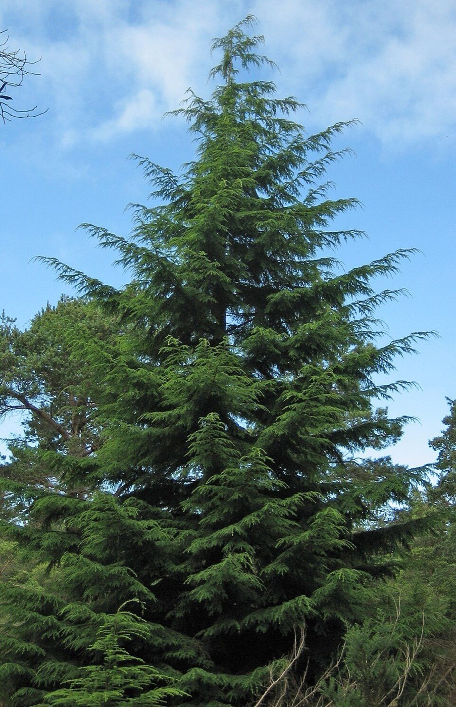 Western Hemlock picture photo
