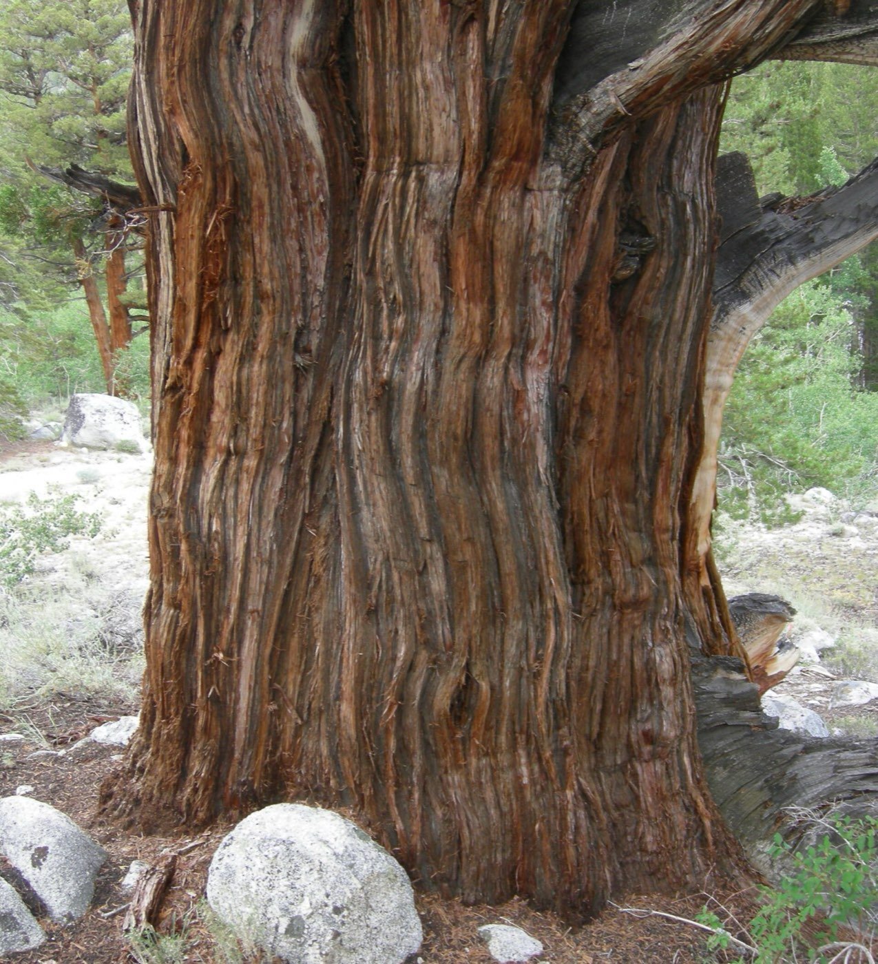 Western Juniper bark photo