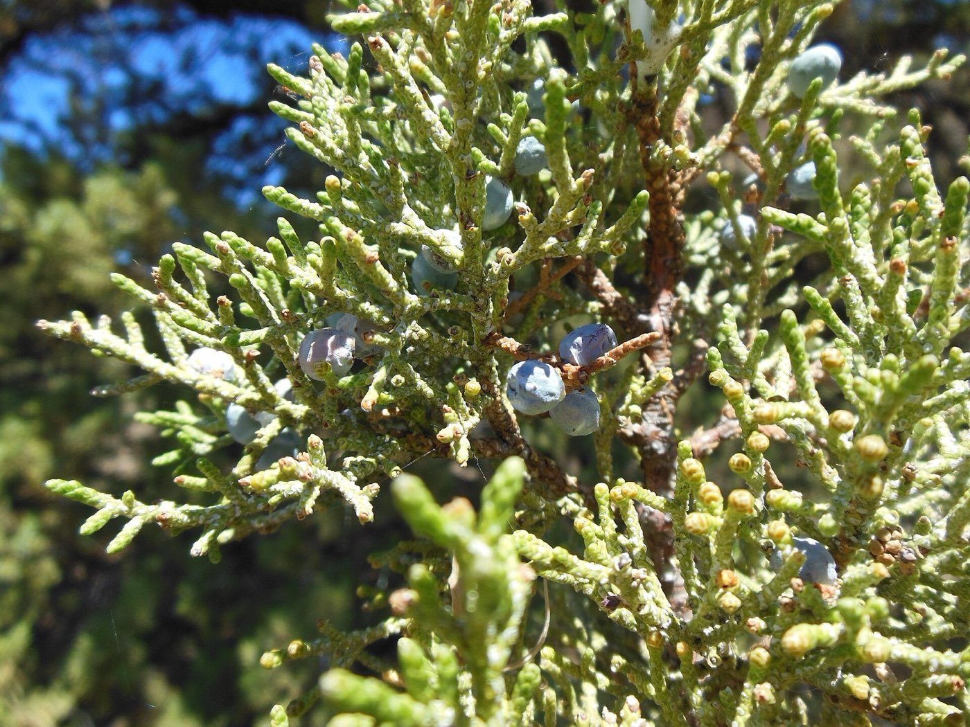 Western Juniper branch photo