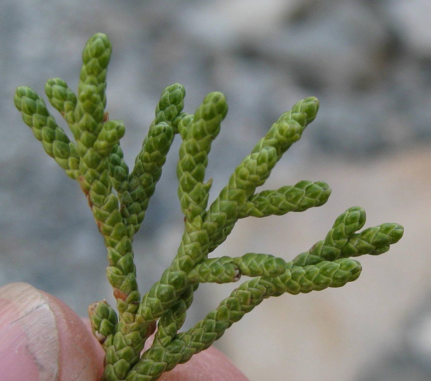 Western Juniper needle photo