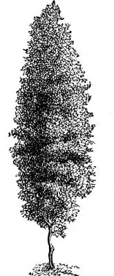Western Juniper illustration