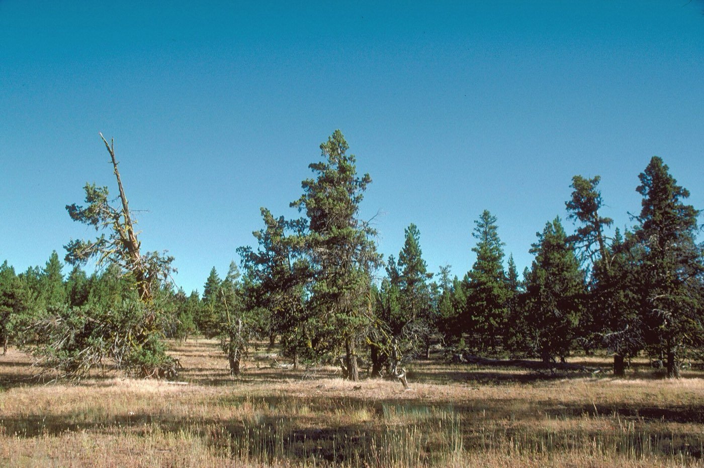 Western Juniper picture photo