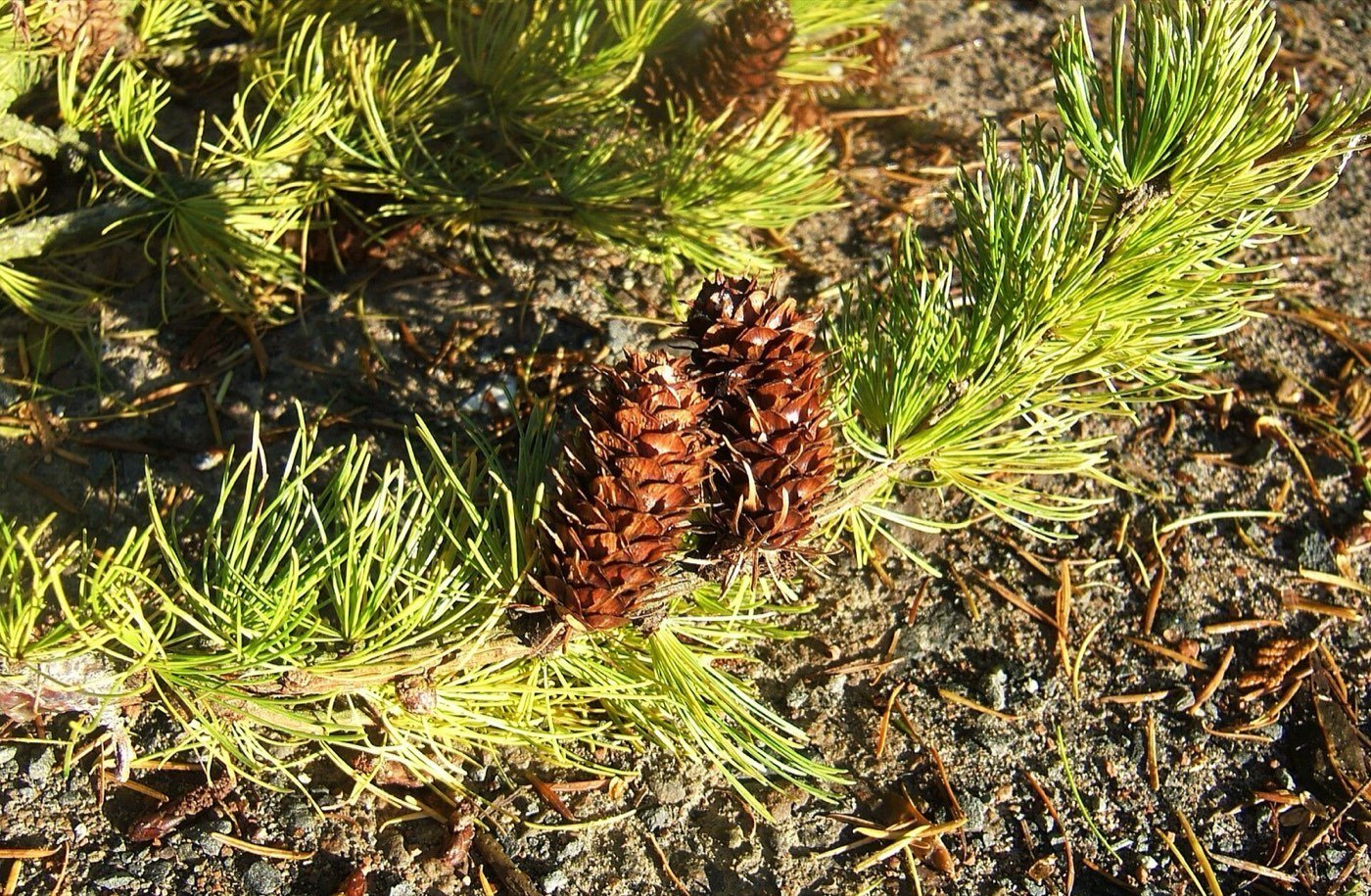 Western Larch branch photo