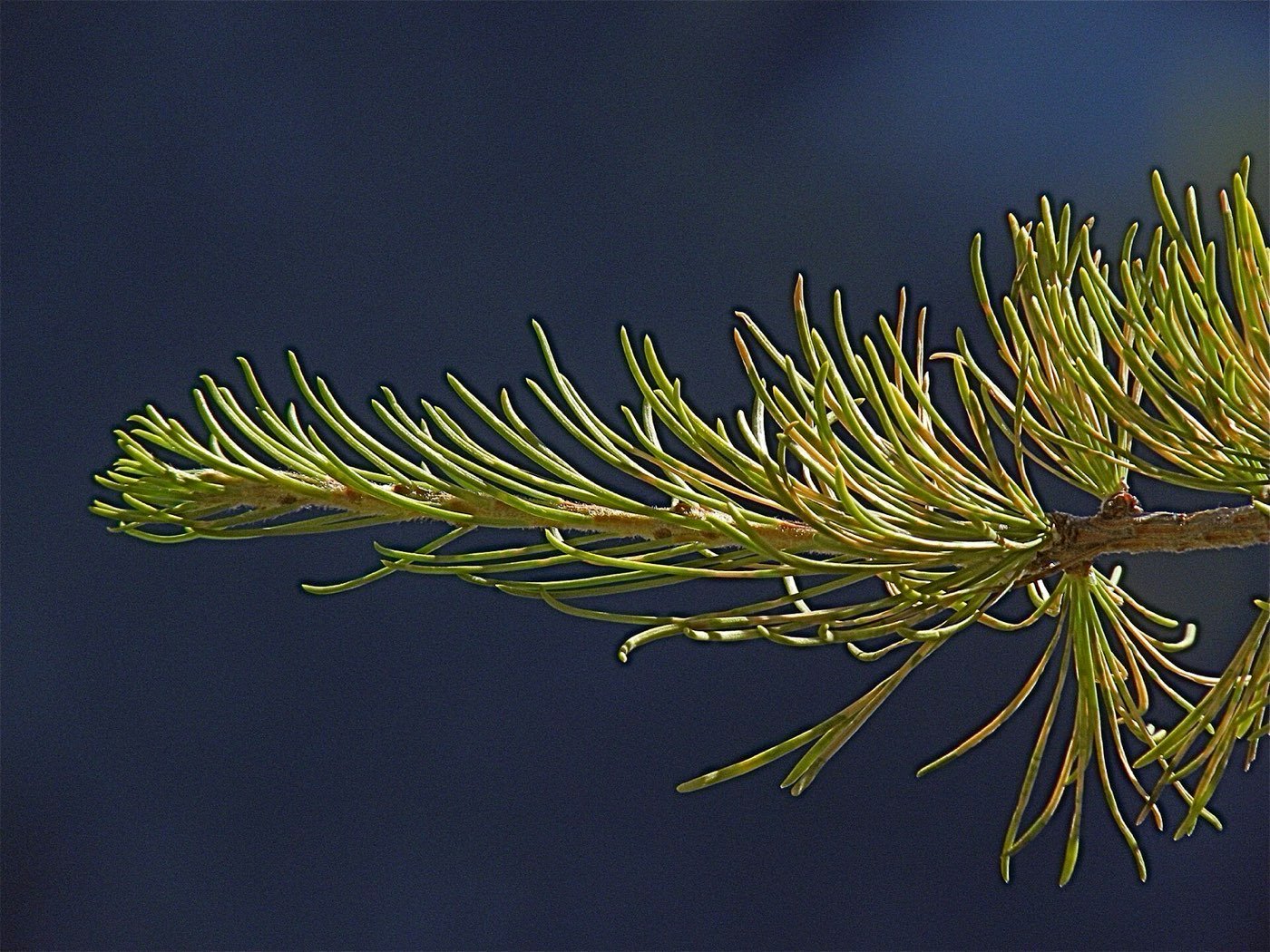 Western Larch needle photo