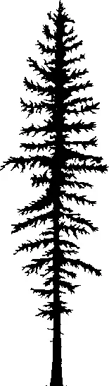 Western Larch illustration