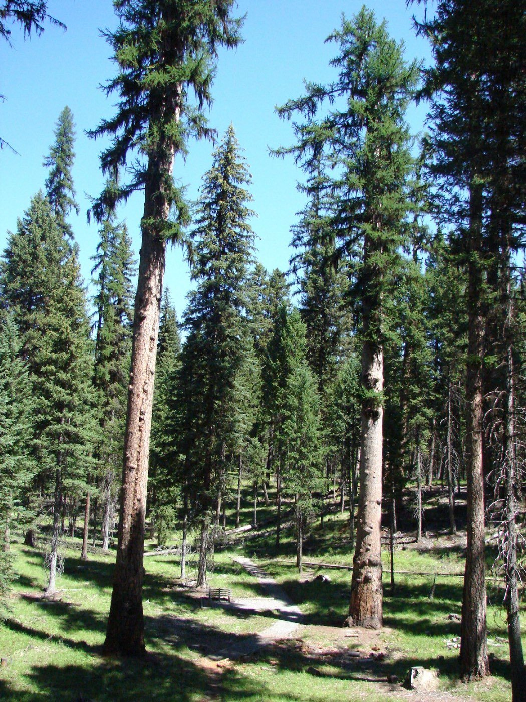 Western Larch picture photo