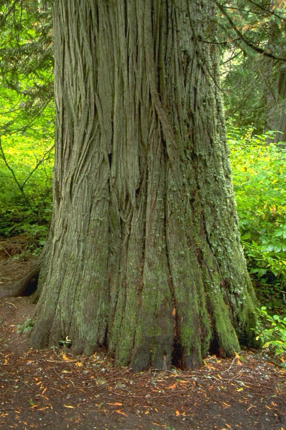 Western Redcedar bark photo