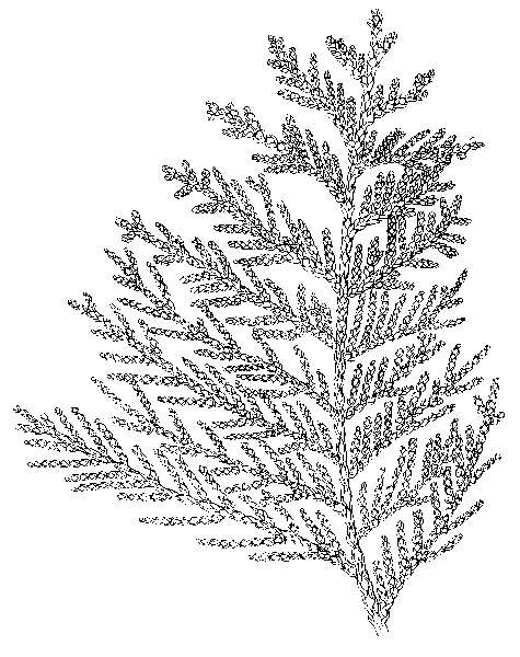 Western Redcedar branch photo