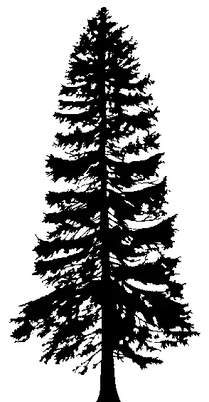 Western Redcedar illustration
