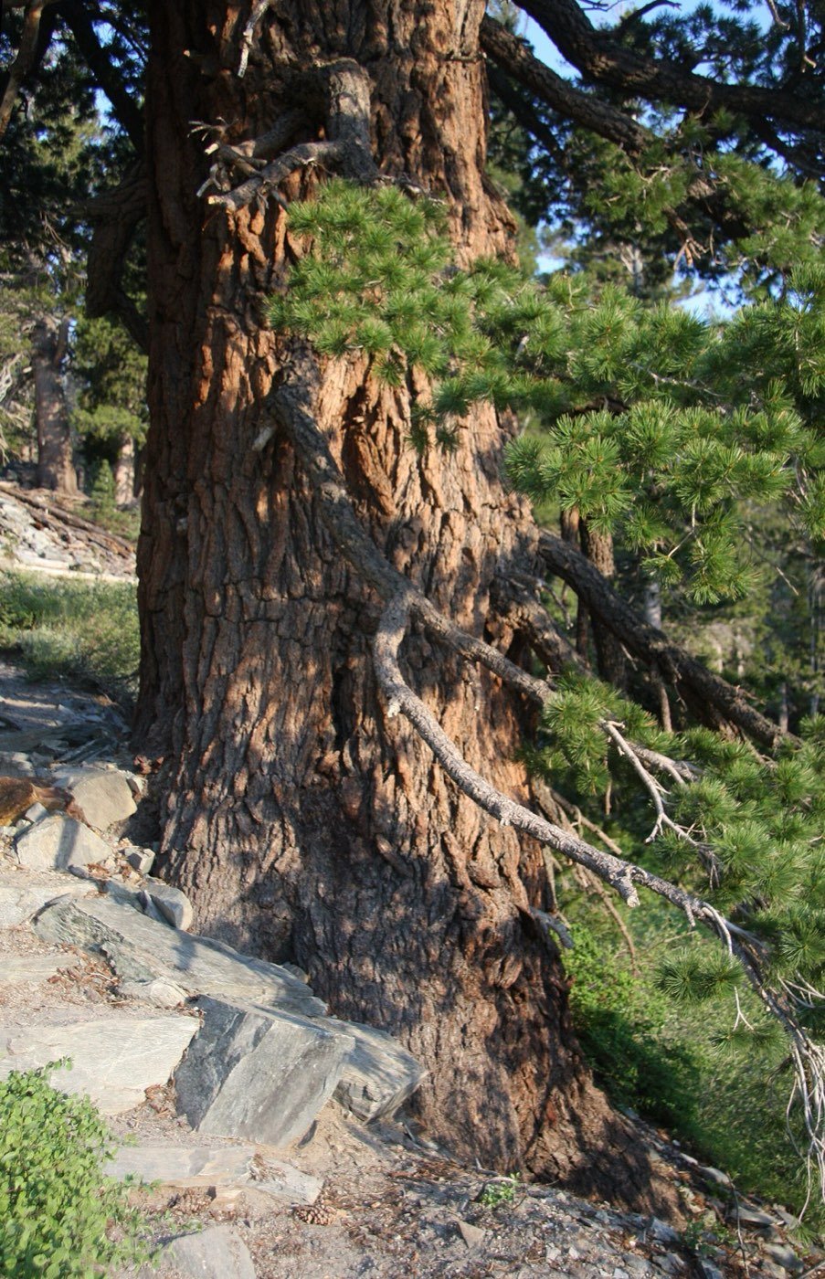 Western White Pine bark photo