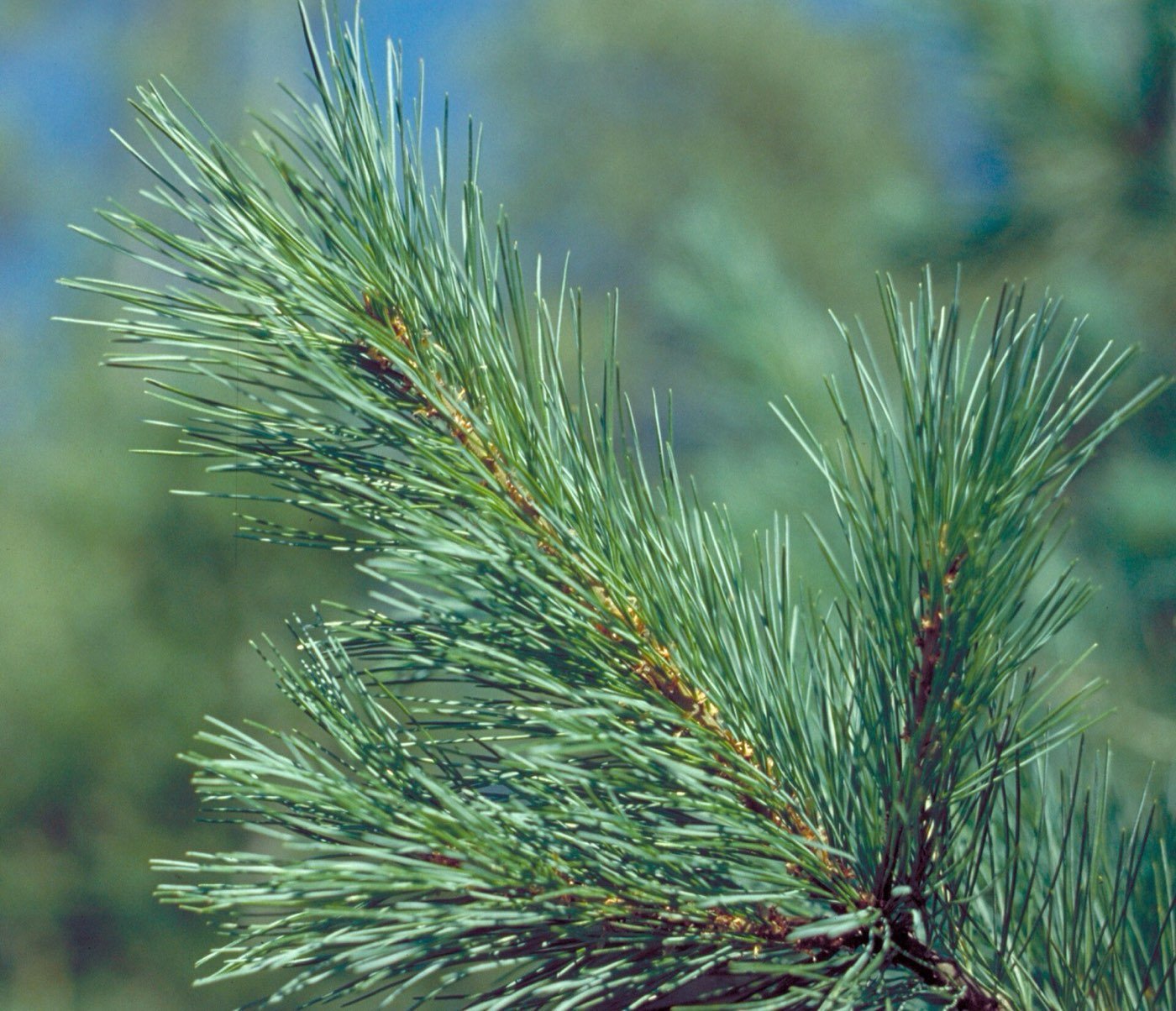 Western White Pine branch photo