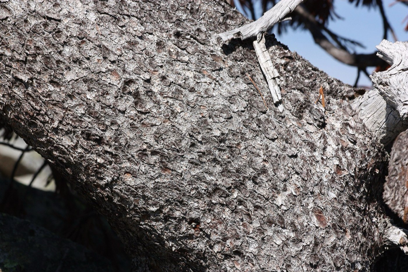 Whitebark Pine bark photo