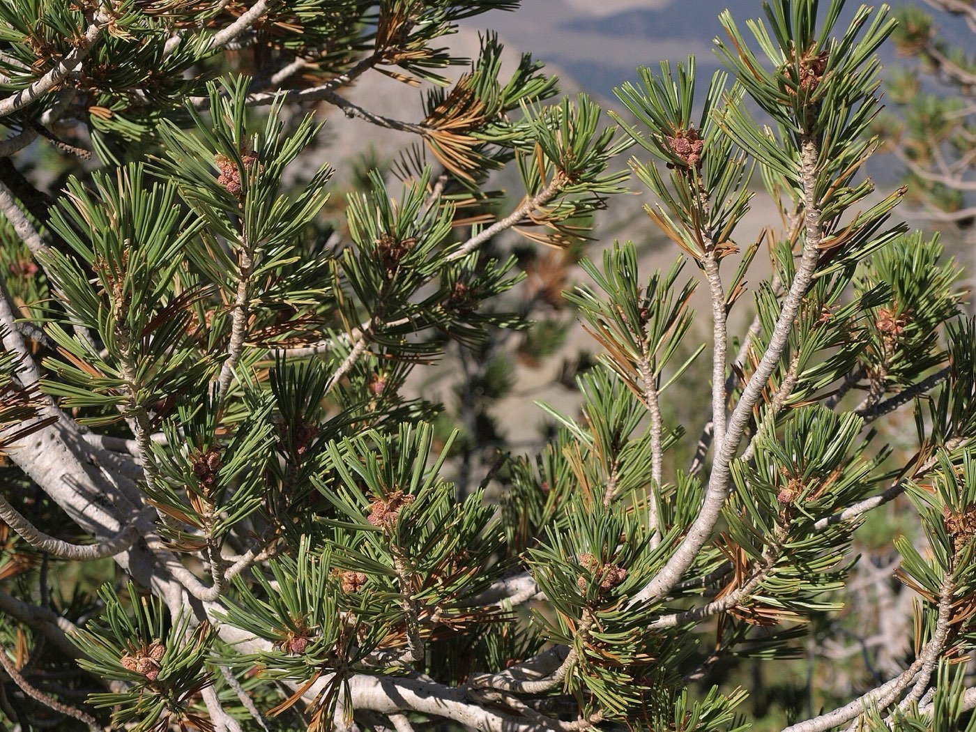 Whitebark Pine branch photo