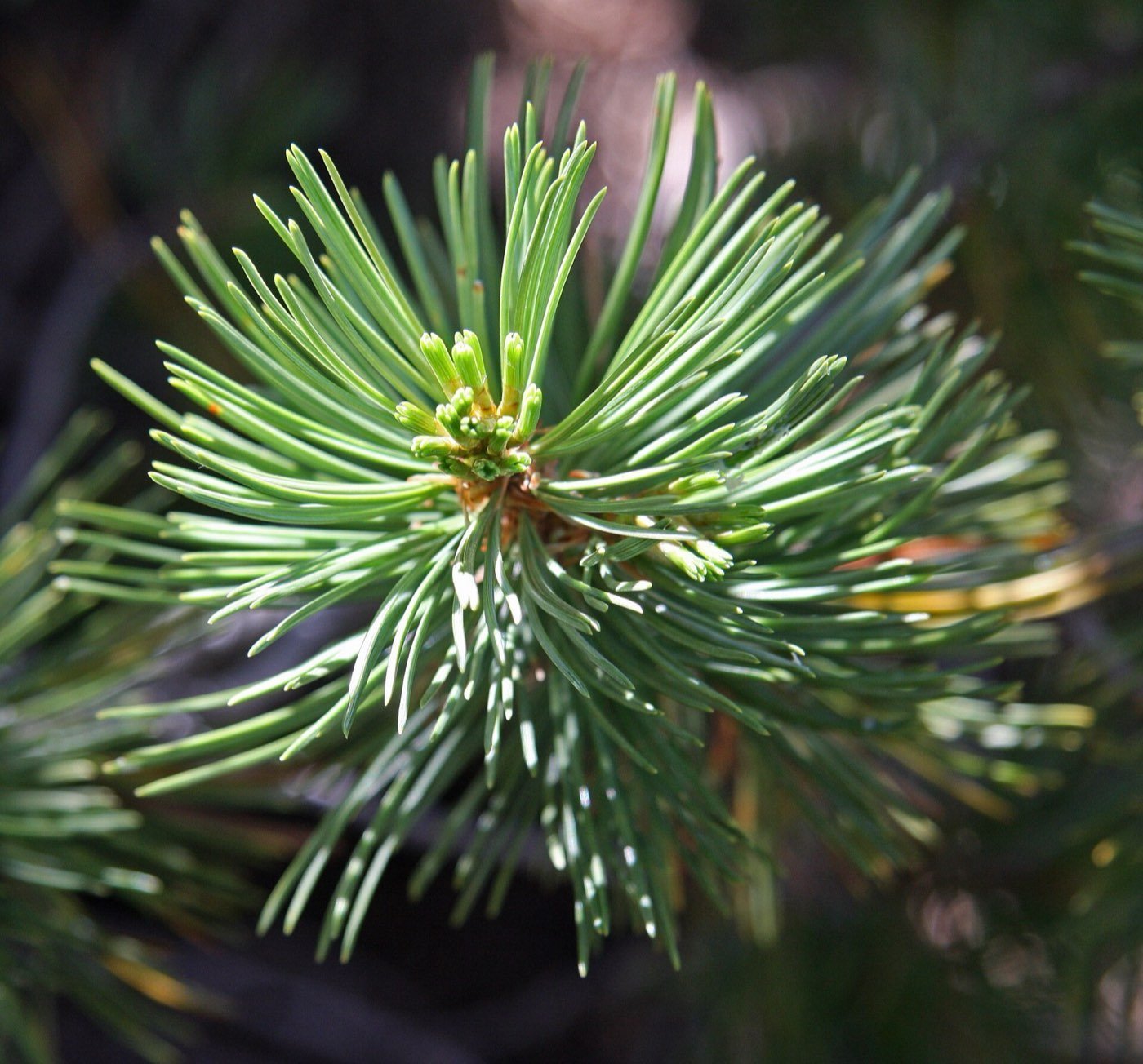 Whitebark Pine needle photo