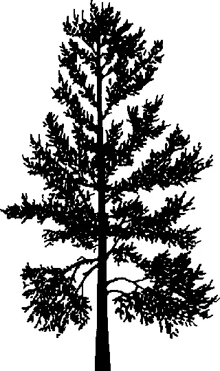 Whitebark Pine illustration