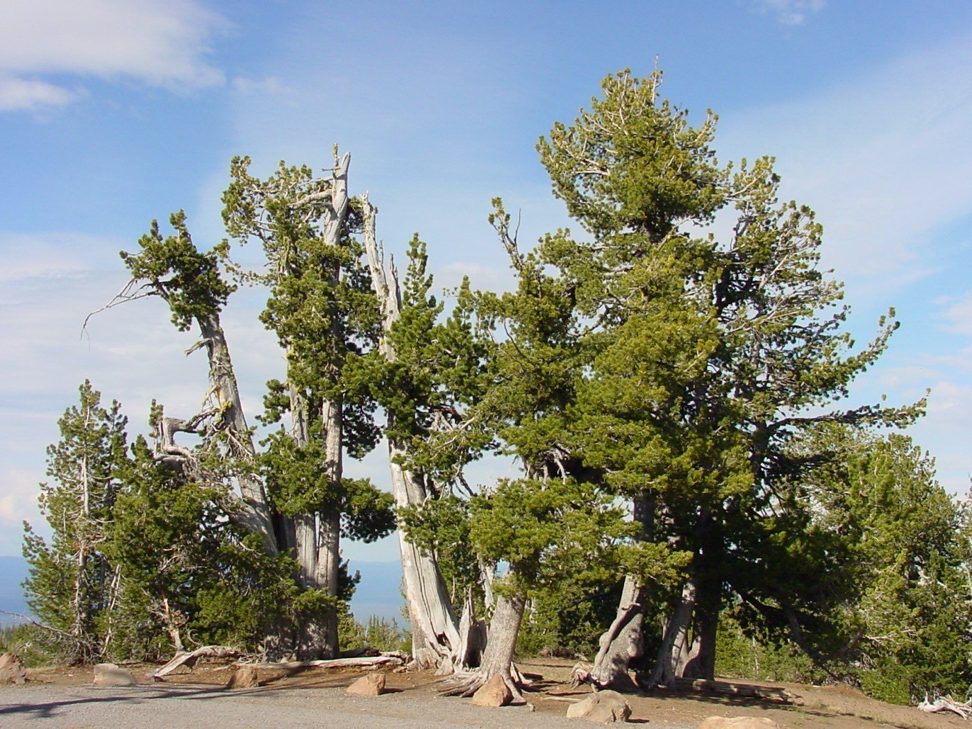 Whitebark Pine picture photo